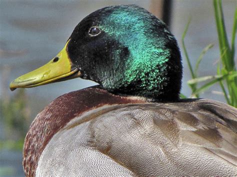 Just Ducky Photograph by Chana Gail Willis | Fine Art America