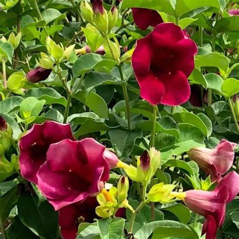 Allamanda Plant Care – A Bush Of Beauty