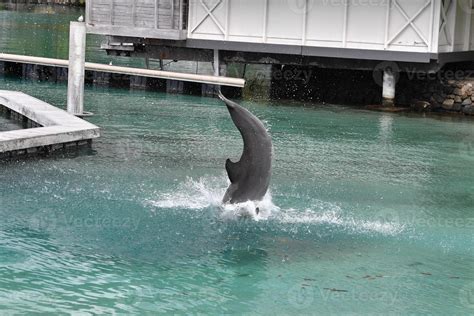 common dolphin jumping outside polynesia bungalow 17419212 Stock Photo ...