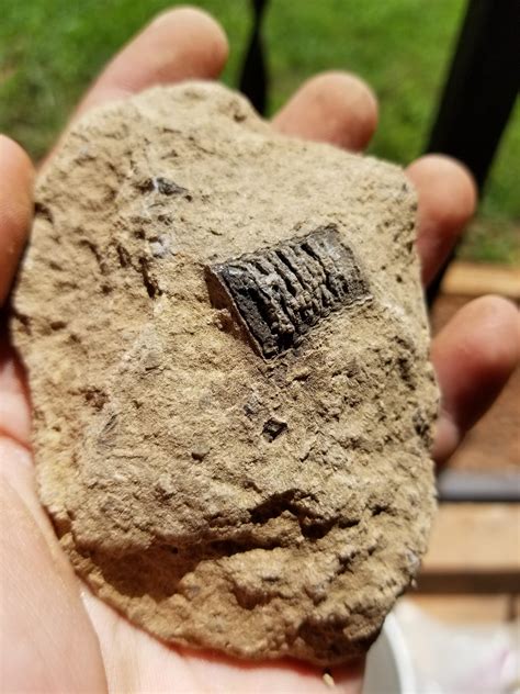 What is embedded in this rock? Found in rural northern Alabama. : fossils