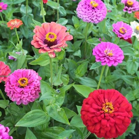 Shop Seeds of Change Cut and Come Again Zinnia Organic Flower Seed ...