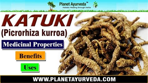 Katuki ( Picrorhiza kurroa )- Benefits, Uses & Medicinal Properties - YouTube