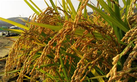 Farmer, Autumn, S, Wheat, Harvest, Rice, agriculture, growth free image ...