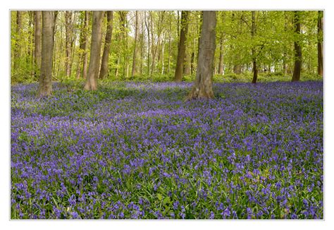 Wald der blauen Blumen Foto & Bild | landschaft, wald, niederrhein Bilder auf fotocommunity