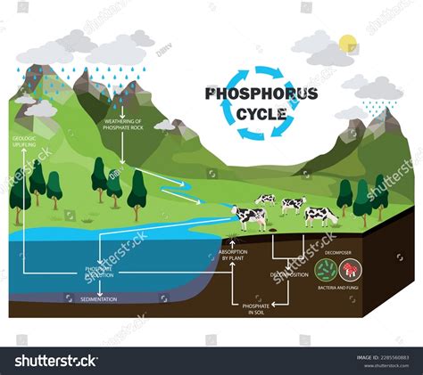 18,302 Phosphorus Background Images, Stock Photos & Vectors | Shutterstock