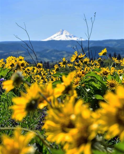 Mount Hood, Oregon in 2020 | Oregon, Mount hood, Natural landmarks