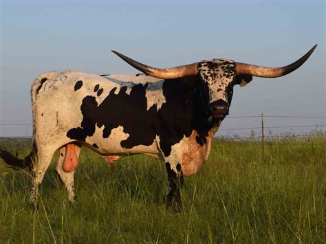 Rocking O Longhorns - texas longhorn cattle for sale Austin, Texas ...