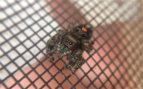 Southern California Jumping Spider. Anyone know the species and sex? : r/whatsthisbug