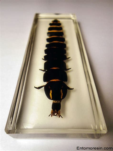 PLEOTOMUS FIREFLY LARVAE ( Lampyridae ) EMBEDDED IN CLEAR RESIN