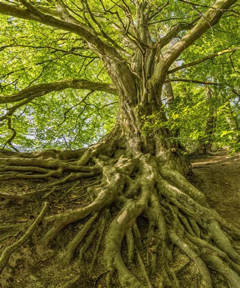 Free Images : tree, green, nature, vegetation, woody plant, root, woodland, ecosystem, branch ...