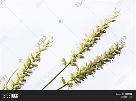 Grass Sand Burrs Image & Photo (Free Trial) | Bigstock