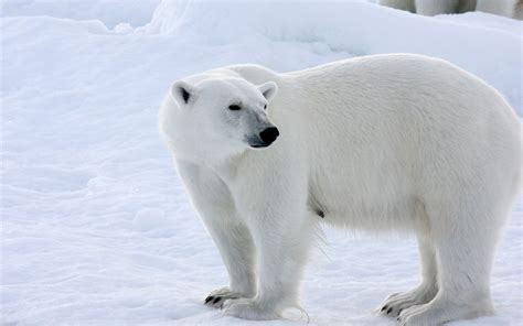 Polar bear, snow, winter, white color wallpaper | animals | Wallpaper Better