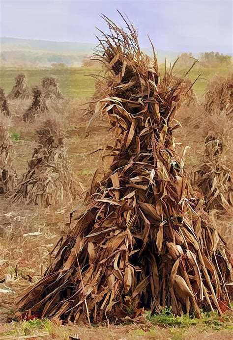 Corn Stalk Bales Photograph by Marcia Colelli