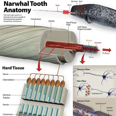 Narwhal Tusk Anatomy