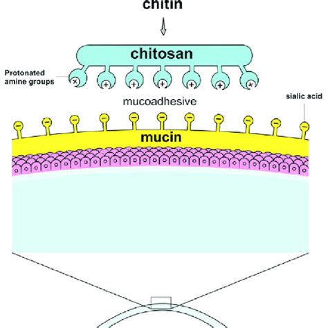 Mechanism of action of atropine. AcCoA, acetyl-CoA; Ach, acetylcholine ...