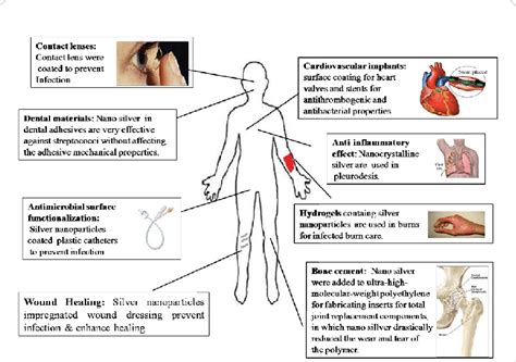 Biomedical applications of silver nanoparticles. | Download Scientific Diagram