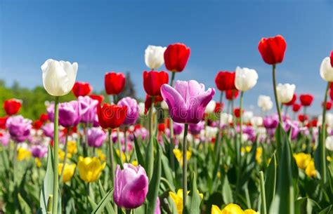 Tulips in a Spring Flower Garden Stock Image - Image of tulip, field: 133136879