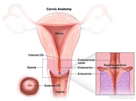 Definition of ectocervix - NCI Dictionary of Cancer Terms - NCI