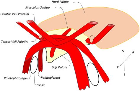 Innervation of human soft palate muscles - Mu - 2021 - The Anatomical Record - Wiley Online Library