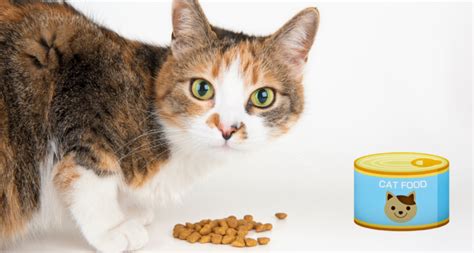 When to Switch From Kitten Food To Cat Food? ANSWERED! - Barkmind