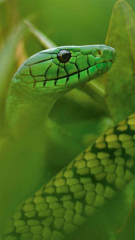 🔥 [50+] Green Snake Wallpapers | WallpaperSafari