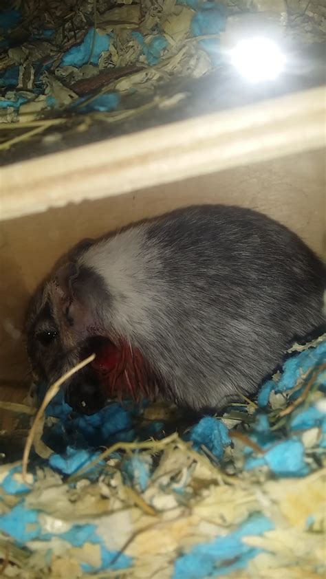 Burst lump on side of gerbil's head, can't get to vest : r/gerbil