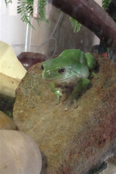 Australian green tree frog | Green tree frog, Tree frogs, Frog