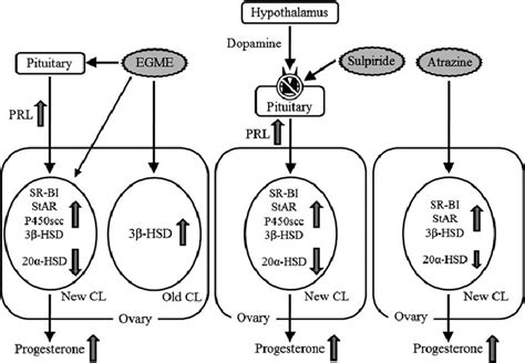 Overview of the luteal effects of EGME, sulpiride, and atrazine. EGME ...