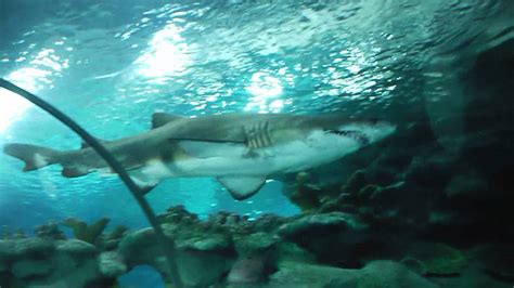 Swimming with sharks! - Blue Planet Aquarium - YouTube