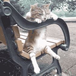 Bored Cat GIFs - Get the best GIF on GIPHY