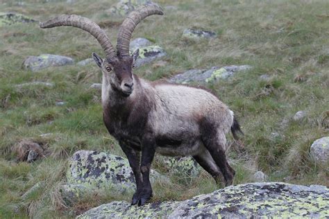 Iberian ibex - Wikipedia