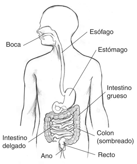 Digestivo dentro del perfil de la parte superior del torso humano - Media Asset - NIDDK