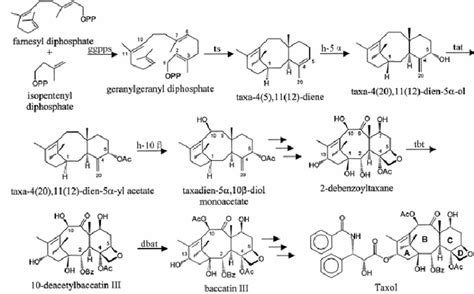 Taxol biosynthetic pathway. ggpps: geranylgeranyl diphosphate synthase ...