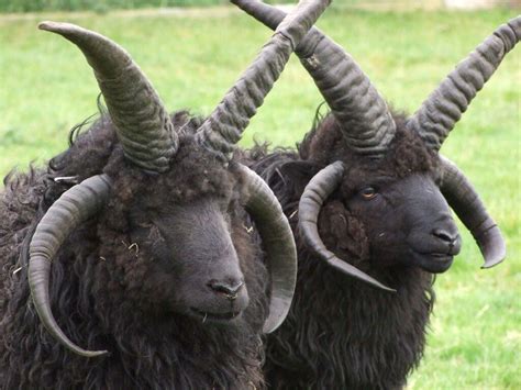 Hebridean Sheep by Cathy Cassie (CC) | Sheep breeds, Unusual animals, Rare animals