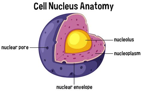 Nucleus Images – Browse 142,042 Stock Photos, Vectors, and Video | Adobe Stock