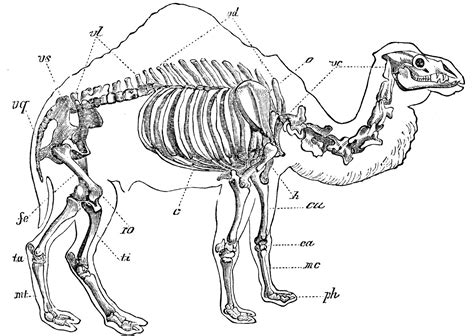 Bone Drawing, Anatomy Drawing, Camel Animal, Animal Skeletons, Anatomy For Artists, Animal ...