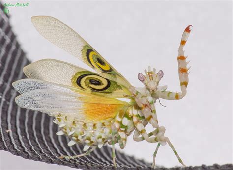 Pseudocreobotra wahlbergii (Spiny Flower Mantis) (Adult Male- Threat pose) - a photo on Flickriver