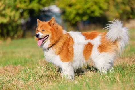 Portrait of an Elo Dog Standing on the Meadow Stock Image - Image of side, pets: 131034817