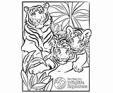 Coloring Page Tiger Family  San Diego Zoo Wildlife Explorers sketch template