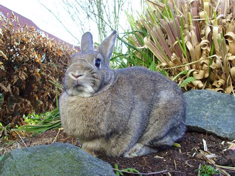 File:Rabbit (agouti) 02.jpg - Wikimedia Commons