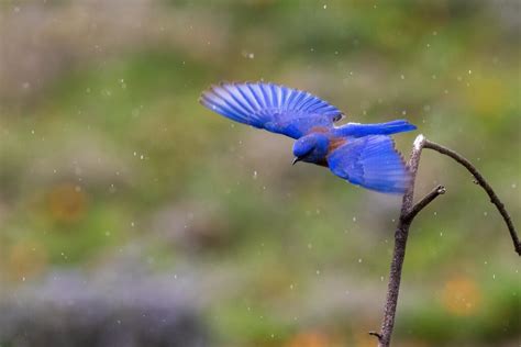 Bluebird Migration - Sialis.org - Bluebird Information and Resources