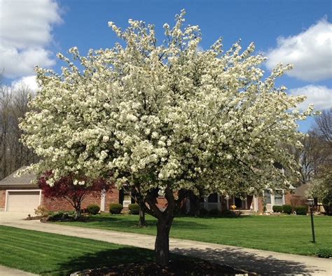 Crabapple Trees and Apple Scab - Buckeye EcoCare