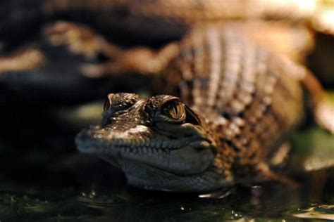 Reptile 101 | Reptiles, Underwater creatures, Animals