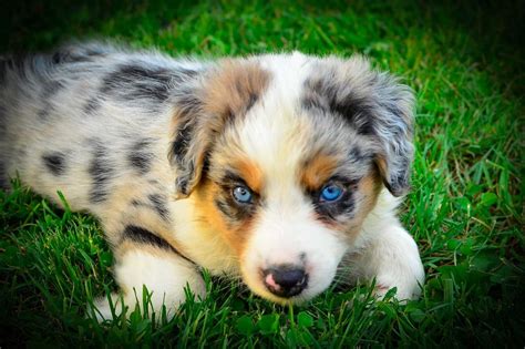 Australian Shepherd Puppies For Sale | Philadelphia, PA #246985