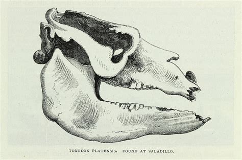 Toxodon Platensis Skull Photograph by Natural History Museum, London/science Photo Library ...