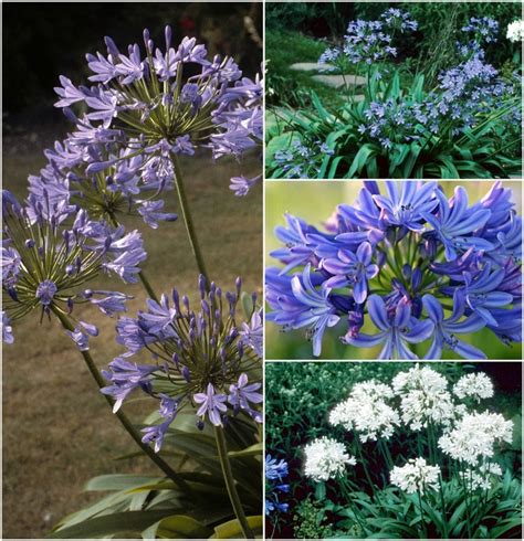 Agapanthus 'Multiple Varieties' African Lily | Garden Center Marketing