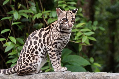 Margay magic - I was most fortunate to encounter this Margay wild cat ...