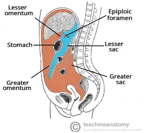 The Peritoneum - Visceral - Parietal - TeachMeAnatomy