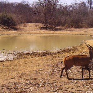 Bushbuck male. | AfricaHunting.com