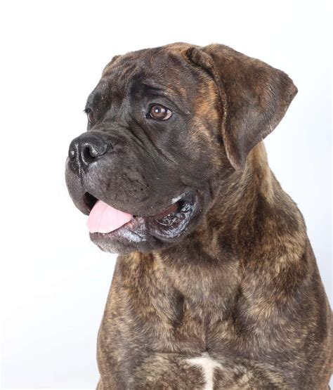 Bullmastiff Colors: Rarest to Most Common - A-Z Animals